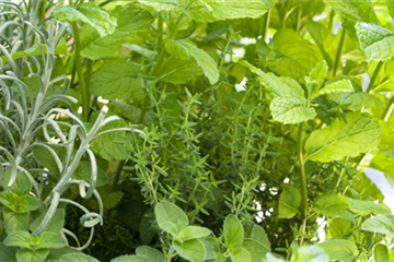 Gemüse und Kräuter Gemüse und Kräuter