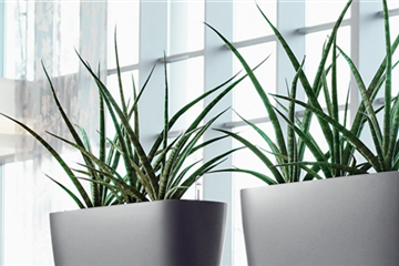 Objektbegrünung Objektbegrünung