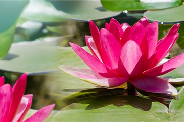 Wasserpflanzen und Teich Wasserpflanzen und Teich
