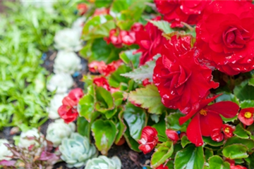 Grabbepflanzung Grabbepflanzung