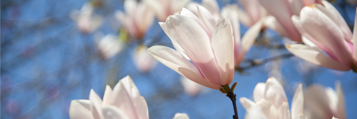 Magnolia x soulangiana