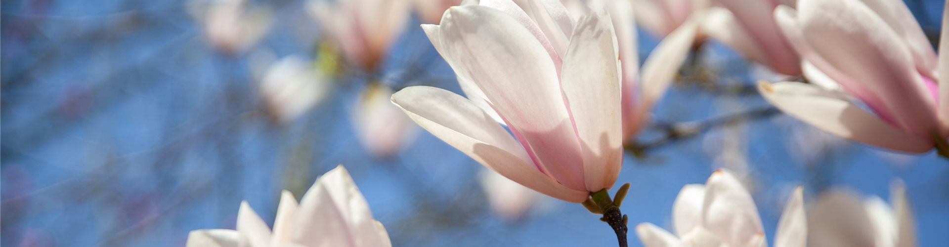 Magnolia x soulangiana