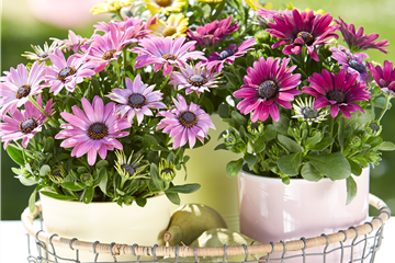 Beet & Balkonpflanzen