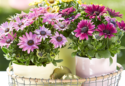 Beet & Balkonpflanzen