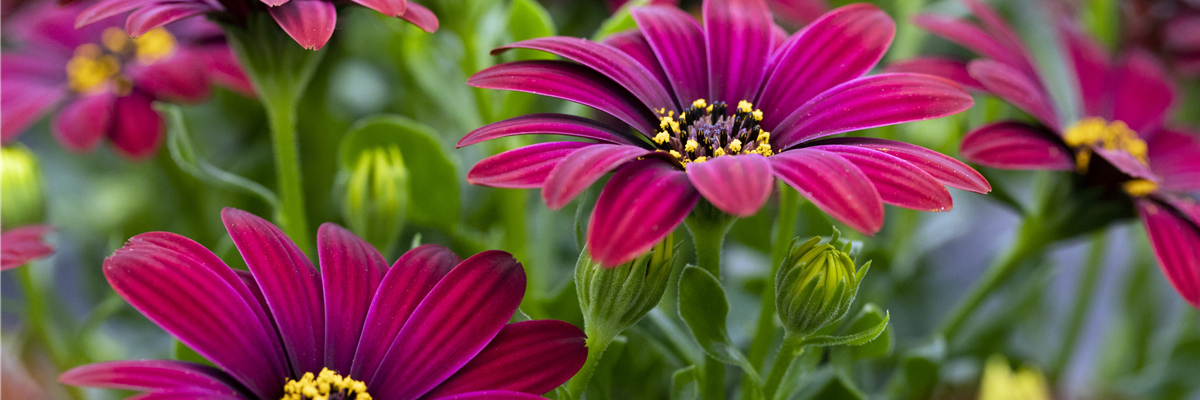 Osteospermum ecklonis 'Compact FlowerPower'®