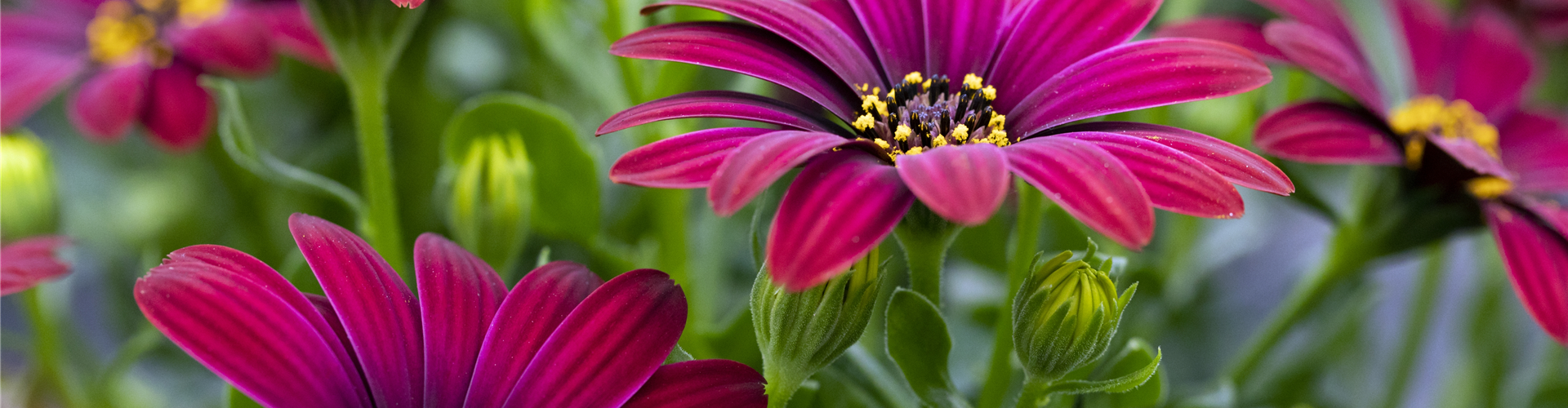 Osteospermum ecklonis 'Compact FlowerPower'®