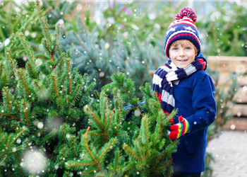 Christbaumverkauf ab 27.11.
