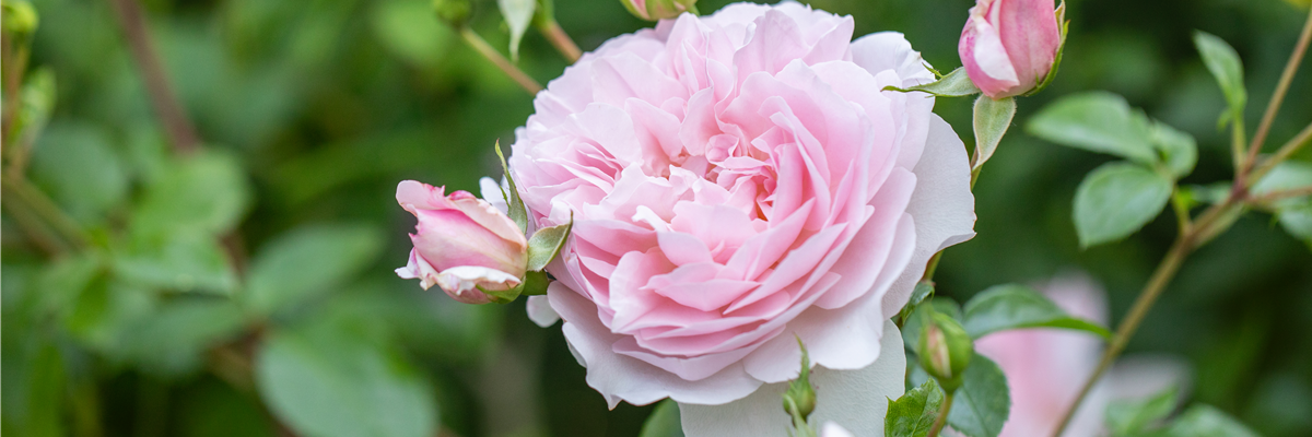 Rosa 'Wild Eve'