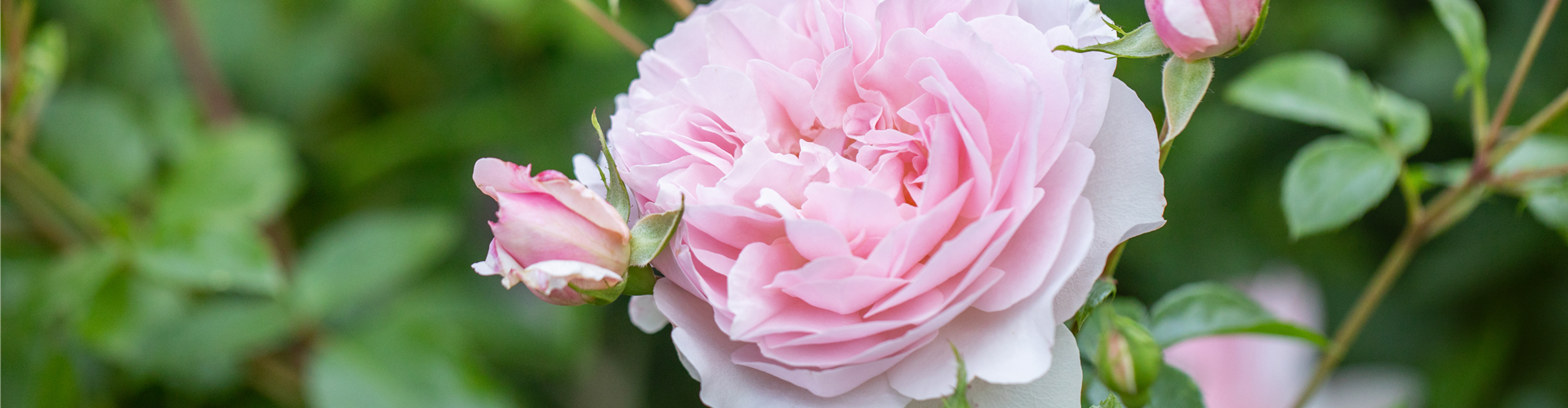 Rosa 'Wild Eve'