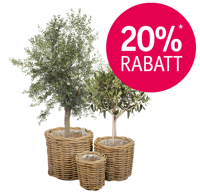 Angebot_Olive-Rattan2.jpg