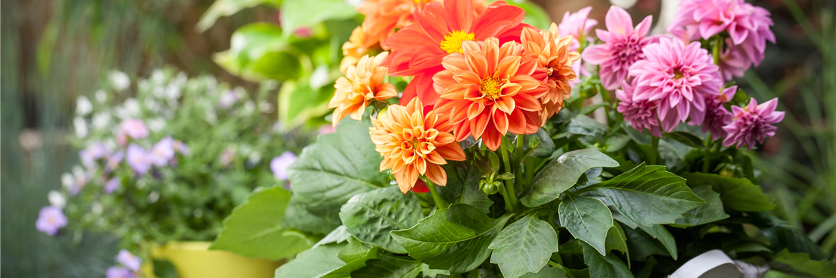 Dahlia