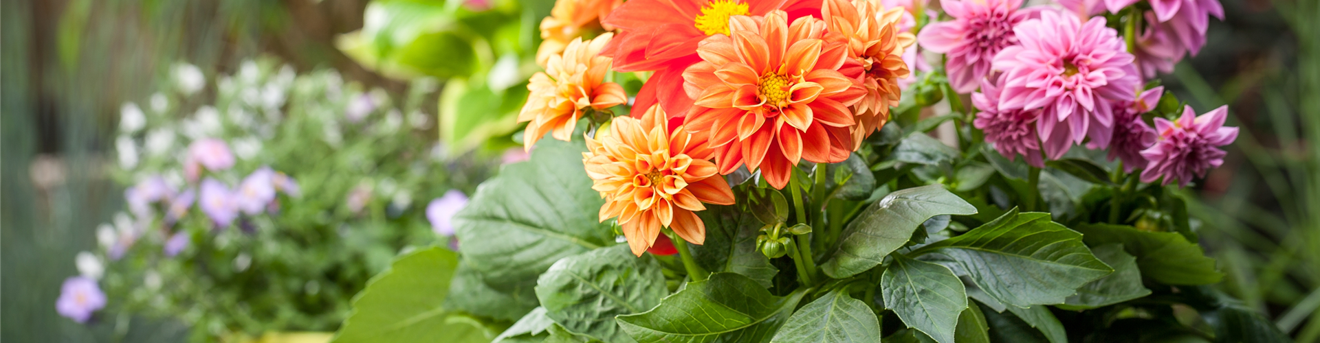 Dahlia