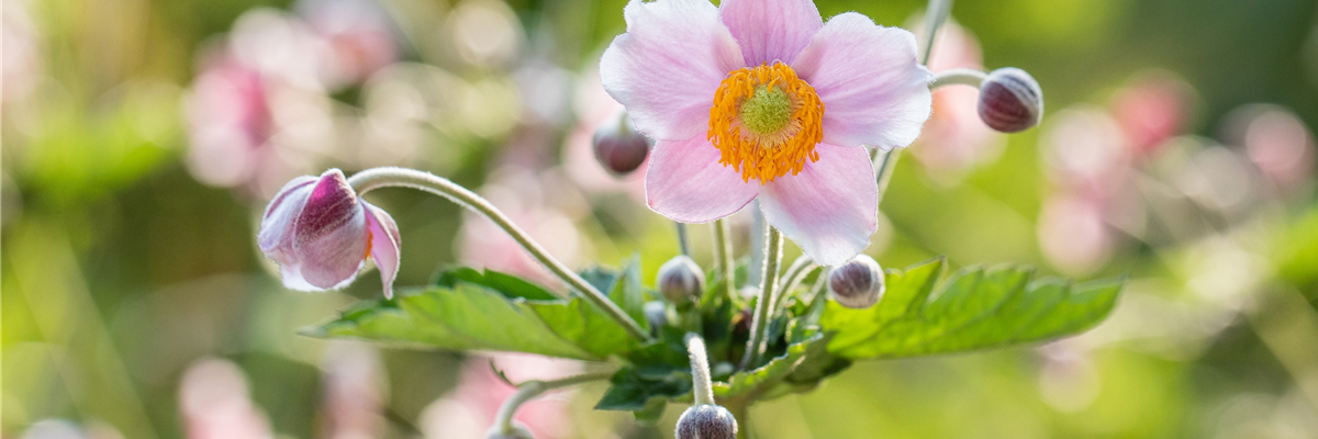 Anemone hupehensis, rosa