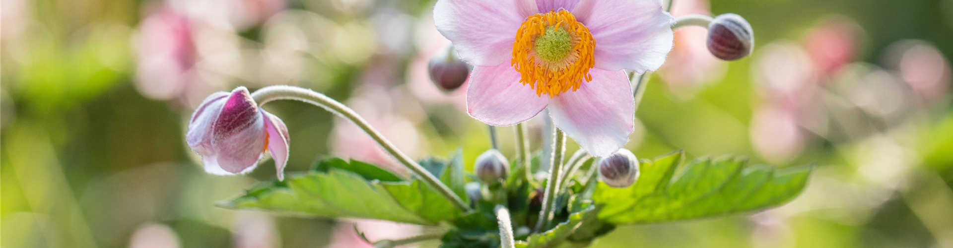 Anemone hupehensis, rosa