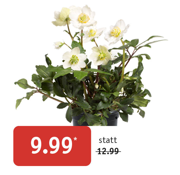 Angebot_Christrose.jpg