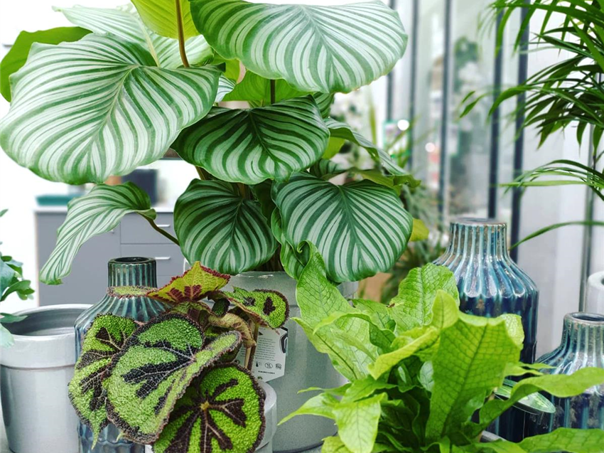 alocasia dragon scale mint variegata Alocasia Dragon Scale Mint Variegata