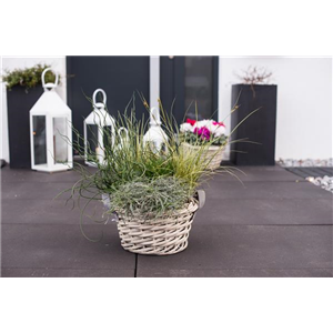 ZIERGRÄSER ZIERGRÄSER