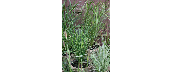 ZIERGRÄSER ZIERGRÄSER