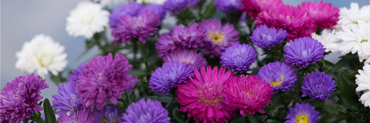 ASTER