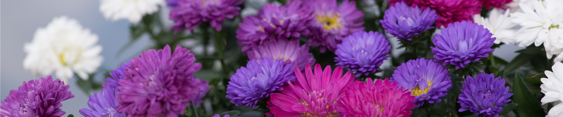 ASTER
