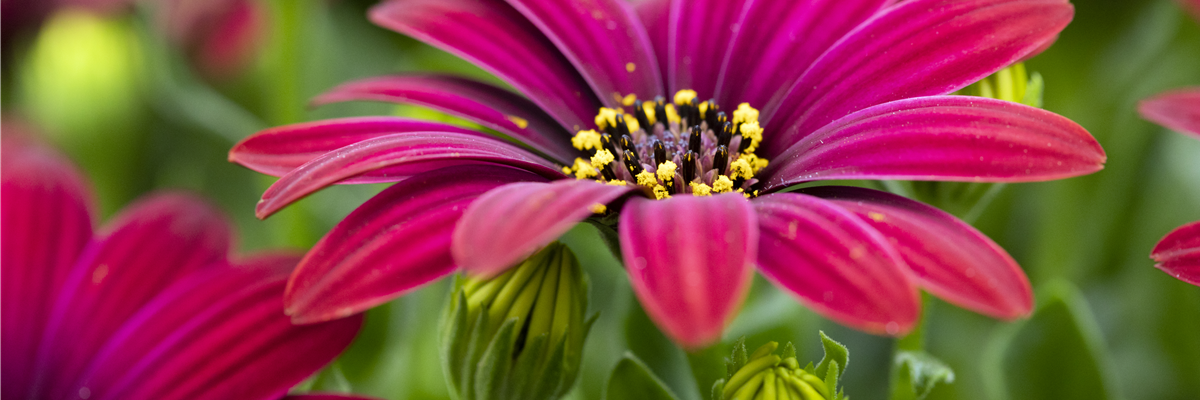 Osteospermum ecklonis 'FlowerPower'®