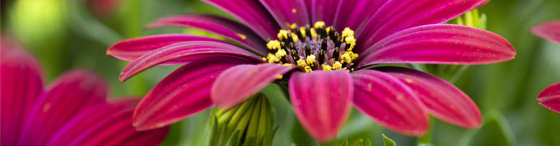 Osteospermum ecklonis 'FlowerPower'®