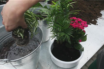 Schale - Einpflanzen von Zimmerpflanzen Schale - Einpflanzen von Zimmerpflanzen