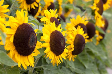 DIE TOP 8 DER HERBSTBLUMEN