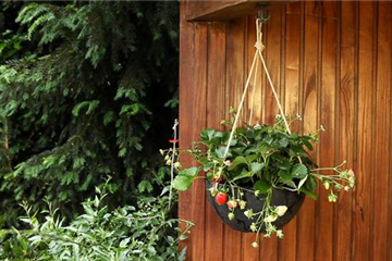 Erdbeeren - Ampel Bepflanzen