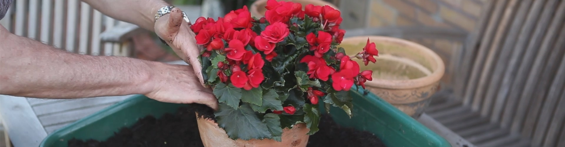 Blumenkübel - Bepflanzen mit Sommerblumen (thumbnail)