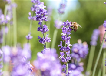 Bienenfreundliche Pflanzen