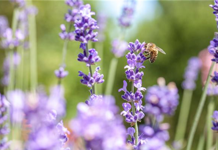 Bienenfreundliche Pflanzen Bienenfreundliche Pflanzen
