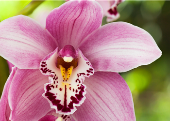 Orchideenpracht