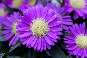 ASTERN - DIE STARS IM GARTEN