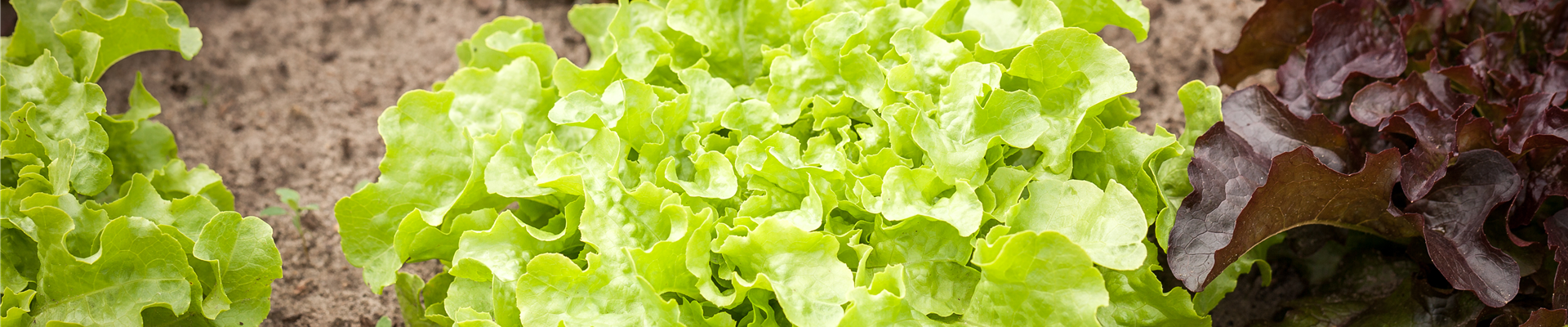 Salat