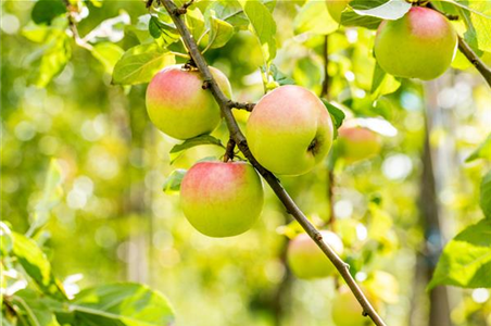 STREUOBSTWIESE - GESUNDHEIT ZUM SELBERPFLüCKEN