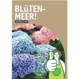 BLüHENDE HORTENSIEN! BLüHENDE HORTENSIEN!