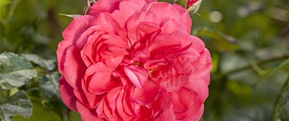 DIE DUFTROSE! DIE DUFTROSE!