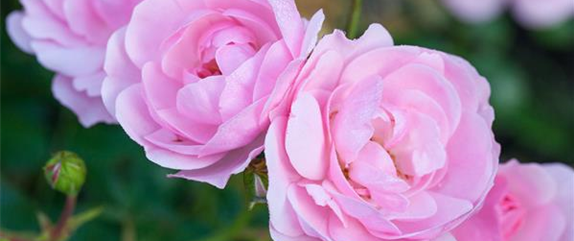 DIE DUFTROSE! DIE DUFTROSE!