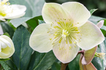 Beet & Balkonpflanzen