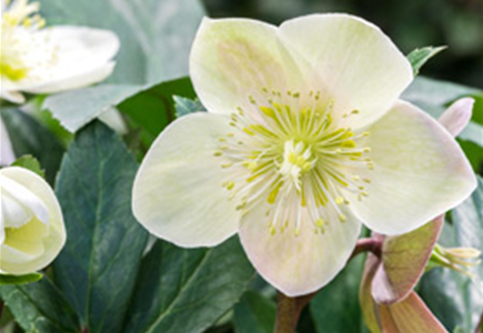 Beet & Balkonpflanzen