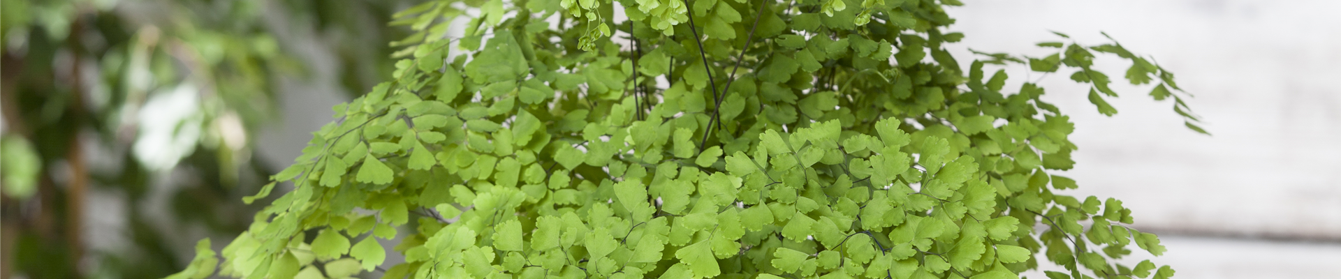 Adiantum raddianum