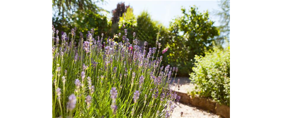 PFLANZE DES MONATS JUNI: LAVENDEL
