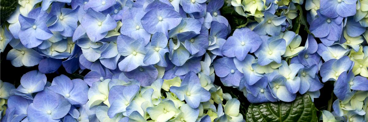 Hydrangea macrophylla