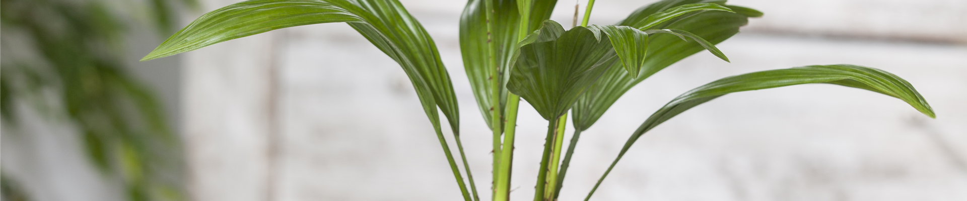 Chamaerops humilis