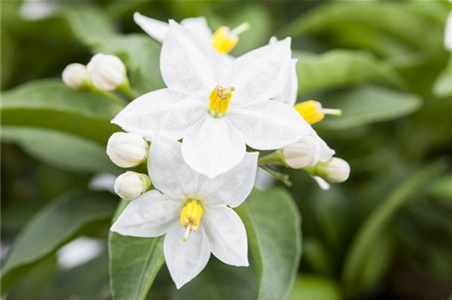 DER SOMMERJASMIN!